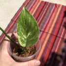 Variegated Monstera Lechleriana Well-Rooted Plants - Home Plant Garden Hoseplant #mtrp1