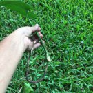Monstera Deliciosa Giant Philodendron CUTTINGS - Home Plant Garden Hoseplant #mtrp1