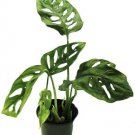 Monstera Adansoni Swiss Cheese Live Plant - Home Plant Garden Hoseplant #mtrp1