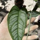Monstera Siltepecana El Salvador Large Silver Leaves Rooted - Home Plant Garden Hoseplant #mtrp1