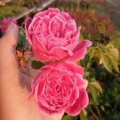 Shrub Rose Upright Disease Resistance Flower Live Plant For Home Garden Tree Plant