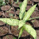 Aglaonema Ice Queen Houseplant Flower Live Plant For Home Garden Plant