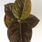 Chocolate Aglaonema Plant Houseplant Flower Live Plant For Home Garden Plant