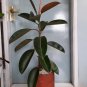 Ficus Elastica Burgundy "Rubber tree" Plant Flower Houseplant Live Plant For Home Garden Plant