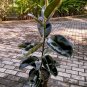 Ficus Elastica Burgundy "Rubber tree" Plant Flower Houseplant Live Plant For Home Garden Plant
