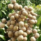 Kohala Longan Fruit Tree Houseplant Live Plant For Home Garden Plant