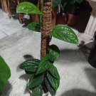 Monstera Karstenianum Peru Plant Flower Houseplant Live Plant For Home Garden Plant