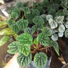 Peperomia 'Emerald Ripple' Plant Flower Houseplant Live Plant For Home Garden Plant