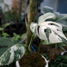 monstera variegata deliciosa marble Plant Flower Houseplant Plant For Home Garden Plant