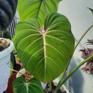 Philodendron Gloriosum Plant Flower Houseplant Live Plant For Home Garden Plant