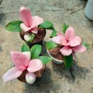 Philodendron Pink Congo RARE Plant Flower Live Plant For Home Garden Plant