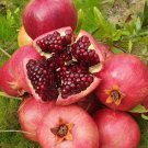 Wonderful Pomegranate Red Fruit RARE Plant Flower Live Plant For Home Garden Plant