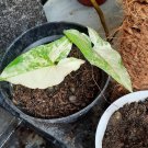 syngonium varigated White Flower RARE Plant Flower Live Plant For Home Garden Plant