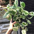 Pothos N' Joy Epipremnum Aureum Flower RARE Plant Flower Live Plant For Home Garden Plant