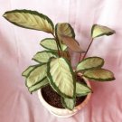 Calathea Dark Star Flower RARE Plant Flower Live Plant For Home Garden Plant