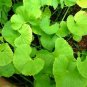 Link Herbal Tea 25 bags GotuKola Centella Asiatica Memory