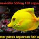 fish mox Aquarium Treatment Fish Mox Forte 500mg 100 Capsules Blister Pack