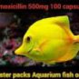 fish mox Aquarium Treatment Fish Mox Forte 500mg 100 Capsules Blister Pack