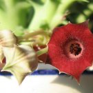 Huernia Macrocarpa * Stunning Red Succulent * Very Rare * 3 Seeds *