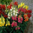 SNAPDRAGON MIX 250 Seeds FLOWER GARDEN cottage EASY GROW PLANT multicolor border