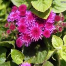 Recomended 50 High Germation seeds AGERATUM RARE HAWAIIAN SHELL PINK