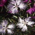 Recomended 30 High Germation seeds  DIANTHUS SUPERBUS WHITE CARNATION