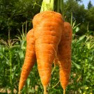 Recomended CARROT Chantenay Red Cored 100 Fresh Seed