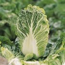 Recomended CHINESE CABBAGE Mini Head F1 50 Fresh Seed