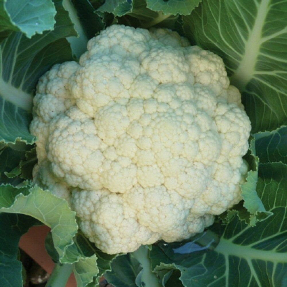 Recomended ALL YEAR ROUND 70 High Germation seeds  Cauli