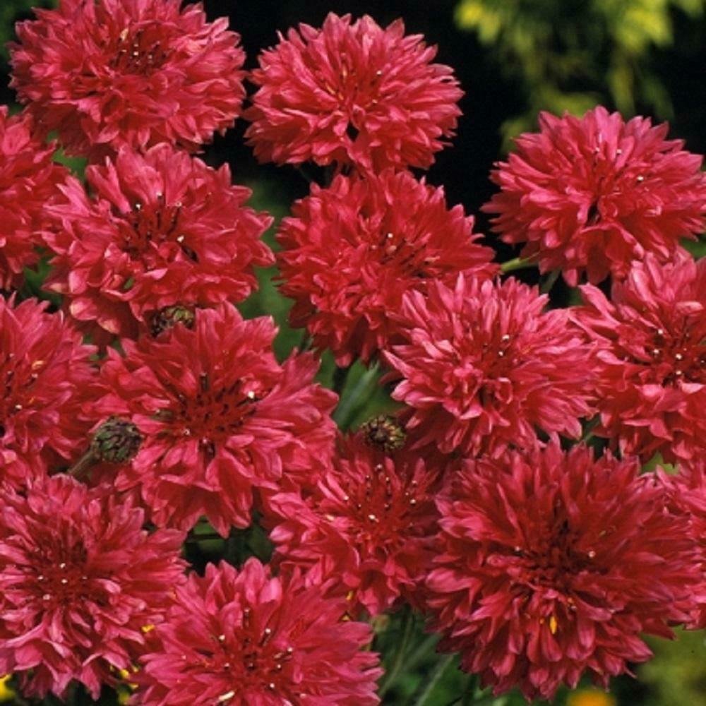 василек цветы. василёк махровый вишнёвая корона. василек ред бол (махровый). василек красный шар. василёк ред бол.