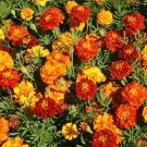 Recomended MARIGOLD Sparky Mixed 50 Fresh Seed