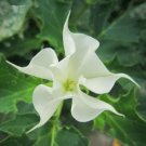 Recomended White Angel Trumpet 10 Fresh Seed