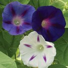 Recomended Celestial Mix Morning Glory 20 Fresh Seed