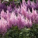 Recomended Purple Astilbe 50 High Germation seeds