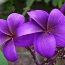 Recomended Purple Plumeria 5 Fresh Seed
