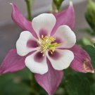 Recomended Light Pink White Columbine 50 Fresh Seed
