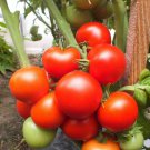 Tomato 'RED RUSSIAN' 15+ HEIRLOOM Seeds vegetable garden COOL CLIMATE red ROUND