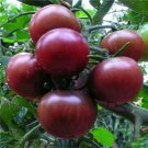 TOMATO 'Black Cherry' 10 Seeds CHOCOLATE FRUIT heirloom vegetable garden NON-GMO