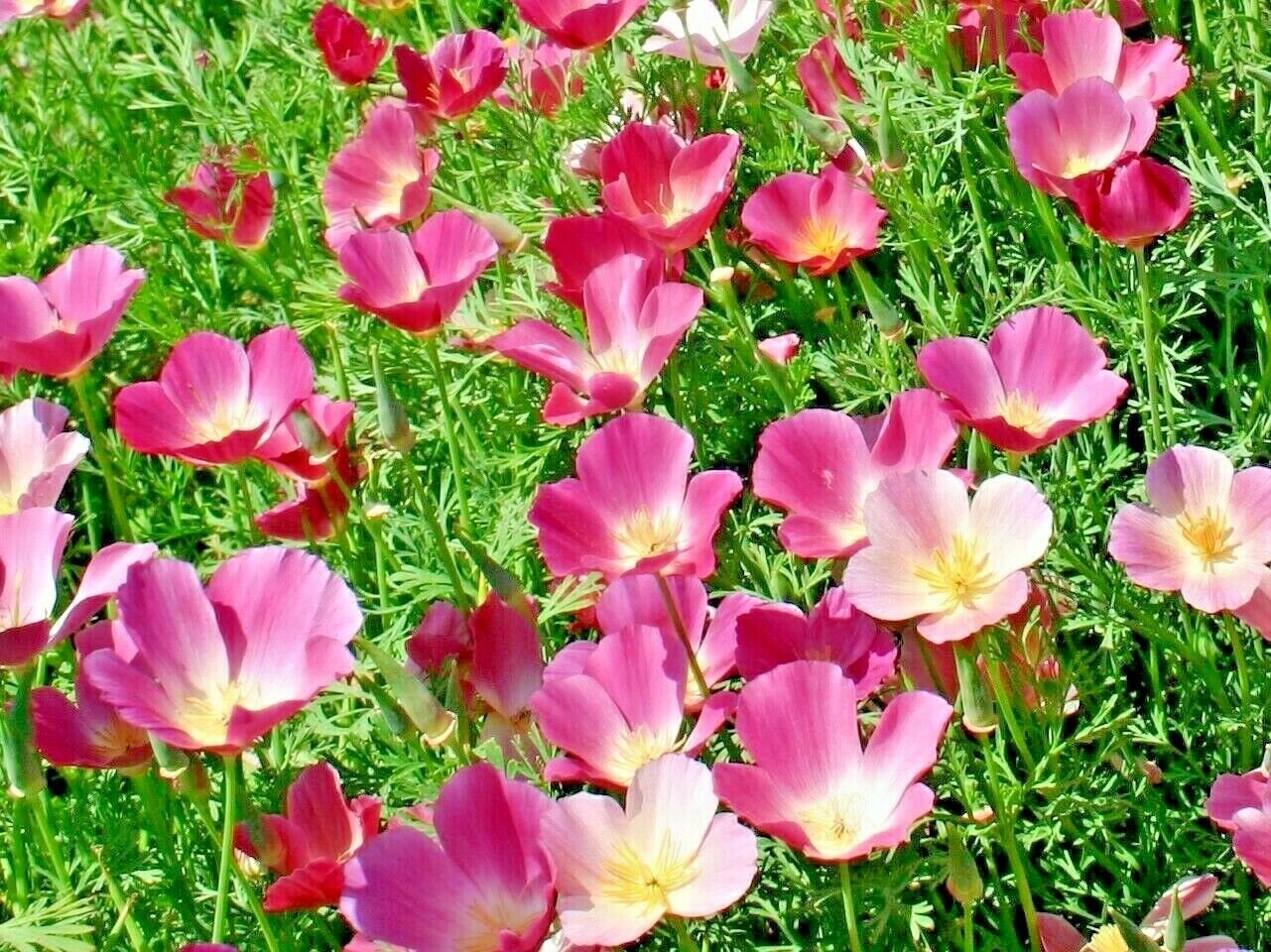 CALIFORNIAN POPPY Purple Gleam 120+ seeds cottage garden pink HOT CLIMATES