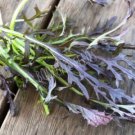 MIZUNA 'Ruby Streaks' 150+ seeds salad rocket vegetable seeds garden EASY GROW