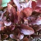 LETTUCE Red Cos 200+ seeds easy to grow vegetable garden BABY LEAF salad green