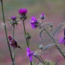 MILK THISTLE 20 seeds MEDICINAL herb flower garden Silybum marianum bee attract