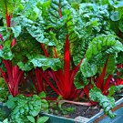 SILVERBEET 'Ruby Chard' 50 seeds unusual red stems *ORGANIC* heirloom garden