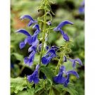 Salvia Patens" Blue Angel "-10 HP. Fresh UK Seeds