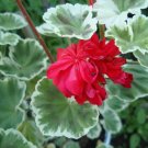 Variegated Geranium Wilhelm Langguth plant cutting Local US