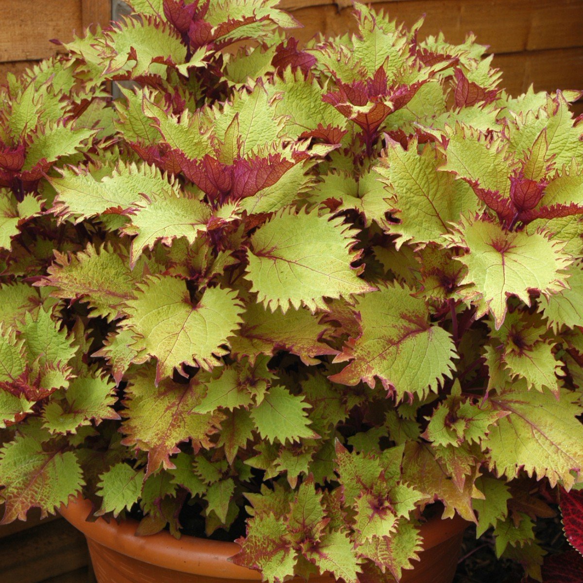 Coleus Henna house plant Local US