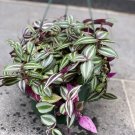 Tradescantia Wandering Jew Collection  plant Cuttings Local US