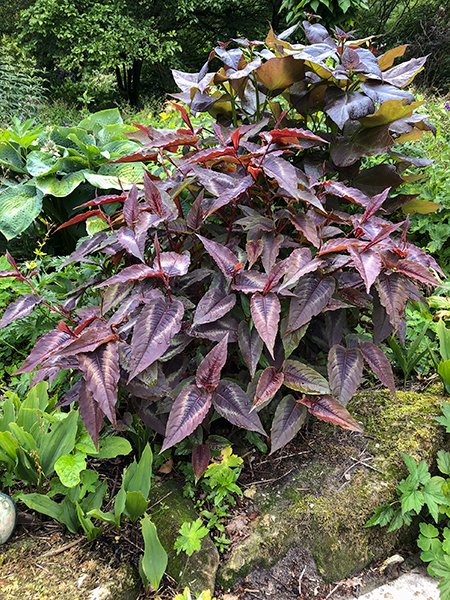 Persicaria Red Dragon cuttings Local US