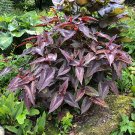 Persicaria Red Dragon cuttings Local US