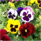 PANSY Viola Bambini Mixed 60+ Seeds flower garden  AUD seller